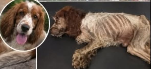 tiger26931's tweet photo. Locked in a cellar alone scratching at the closed door in a desperate bid for freedom , to find food and water and to live. Biscuit was left alone by her Obese abuser Paul Wright Littlehorton Bradford 

Banned for life but no jail yet again for this intentional act of abuse. https://t.co/H8Aw1Nff0l