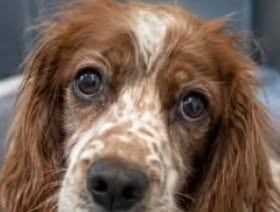 tiger26931's tweet photo. Locked in a cellar alone scratching at the closed door in a desperate bid for freedom , to find food and water and to live. Biscuit was left alone by her Obese abuser Paul Wright Littlehorton Bradford 

Banned for life but no jail yet again for this intentional act of abuse. https://t.co/H8Aw1Nff0l