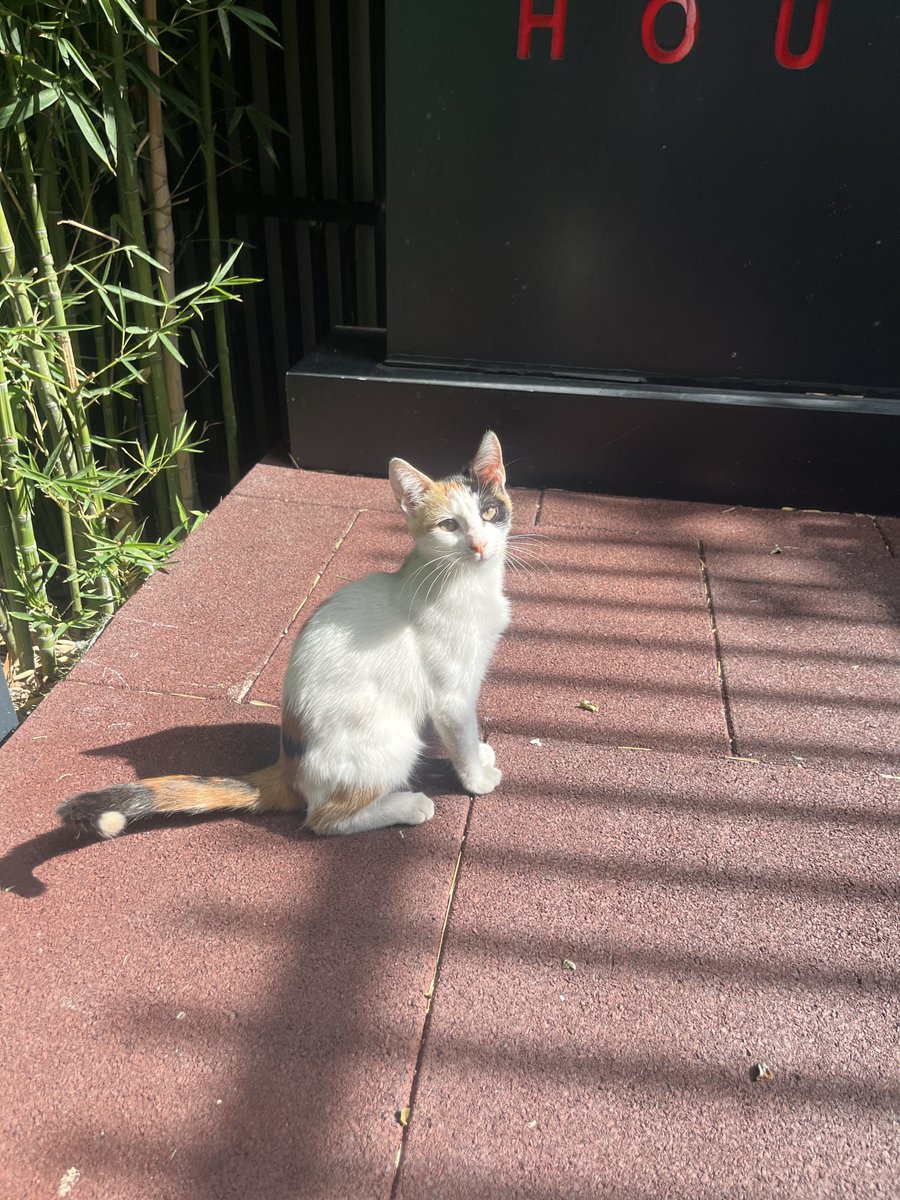 FUTesportsgg's tweet photo. FUTHOUSE officially has a new furry team member today. 

We named it SunPayus 🐈 https://t.co/BBCHsO1VlU