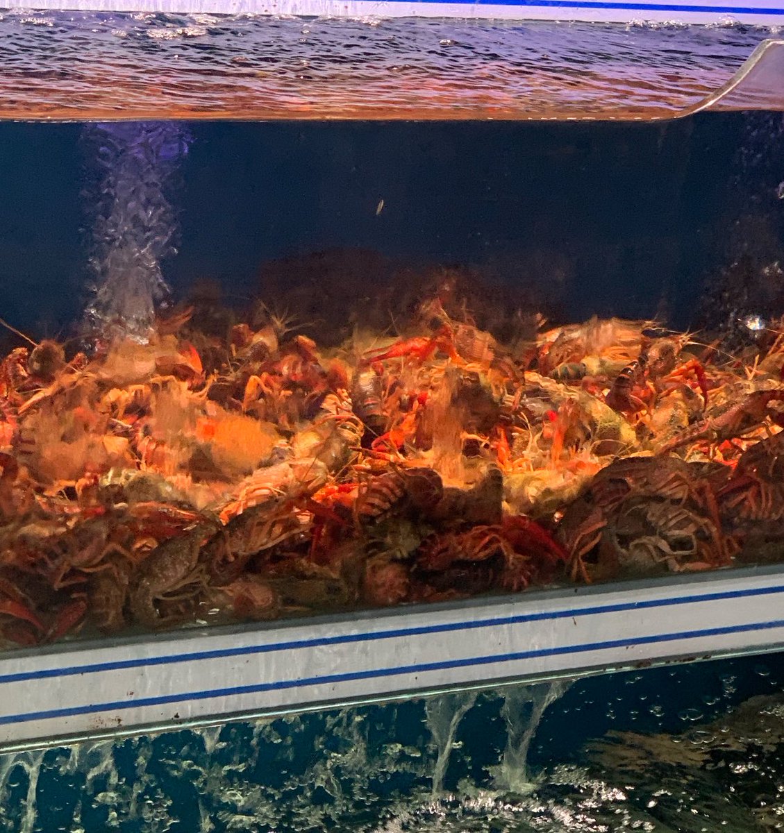 whluvsksyu's tweet photo. 我到水族馆了 我老公呢😿 https://t.co/Wka6Py5udW