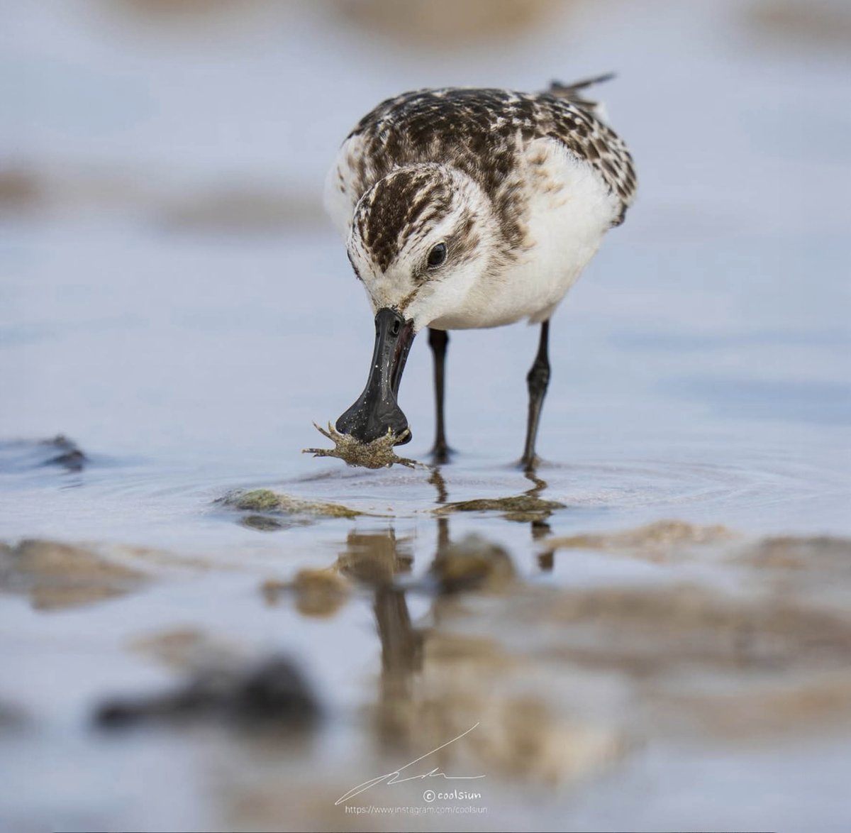 waderquest's tweet photo. The ICF  have started a fundraising event to help the Spoon-billed Sandpiper, a worthy campaign.
Join the flock &amp; adopt a Spoony today to help save them. Plse SHARE 
 Photos by © MJMcGILL and © coolsiun

More info: https://t.co/1t0IGmvMd0

Be #inspired by #waders or #shorebirds https://t.co/6nu6391ZGu