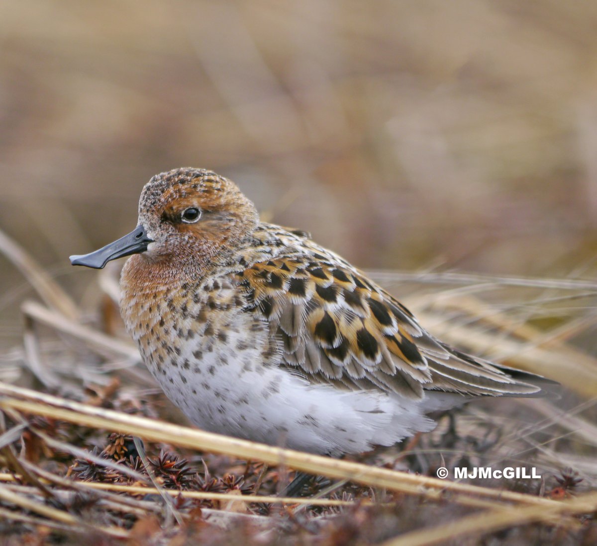waderquest's tweet photo. The ICF  have started a fundraising event to help the Spoon-billed Sandpiper, a worthy campaign.
Join the flock &amp; adopt a Spoony today to help save them. Plse SHARE 
 Photos by © MJMcGILL and © coolsiun

More info: https://t.co/1t0IGmvMd0

Be #inspired by #waders or #shorebirds https://t.co/6nu6391ZGu