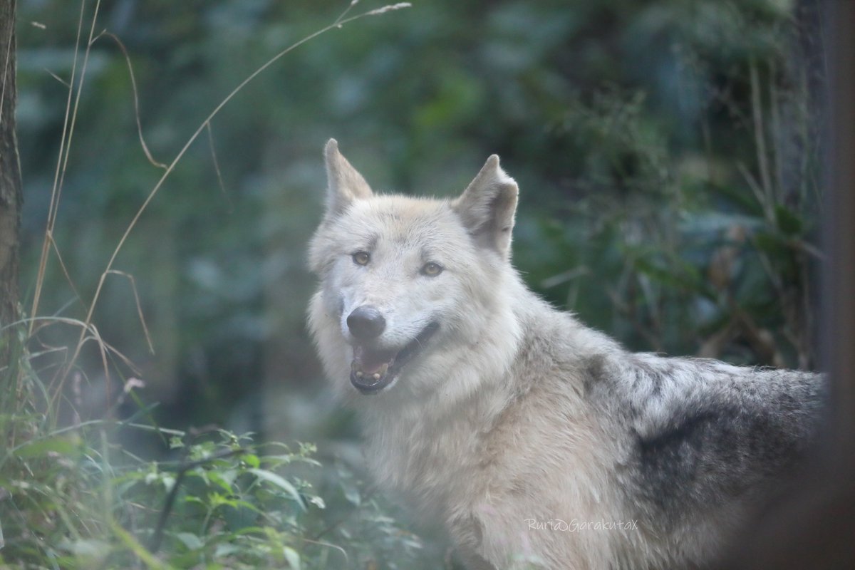 ruri_raphael's tweet photo. 円山写ん歩
かわいらしいかえでちゃん
***
Take a walk at Maruyama Zoo
Cute
***
🐺
🐺
#円山動物園 #シンリンオオカミ #カエデ
#maruyamazoo #easterntimberwolf #kaede https://t.co/3CCZUvtDa4