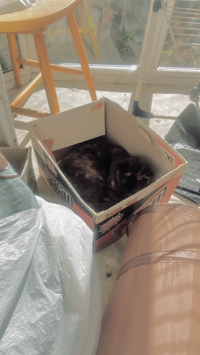 tdurbo's tweet photo. When a conservatory on a nice sunny day just doesn’t cut it, add loads of extra insulation by lying in a cardboard box

#Cat #CatInABox #Pets #HappyDays @PostsOfCats https://t.co/s8qi1NTAPu