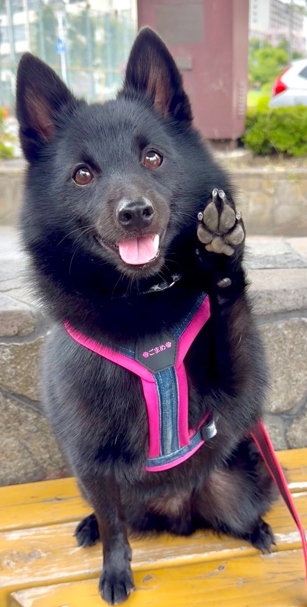 gomame0210's tweet photo. 10月1日は黒犬の日🦭✨

黒い犬の子〜？
#スキッパーキ

     \         ﾊｰｲ🐾　　/ https://t.co/Utqsr3y8mB