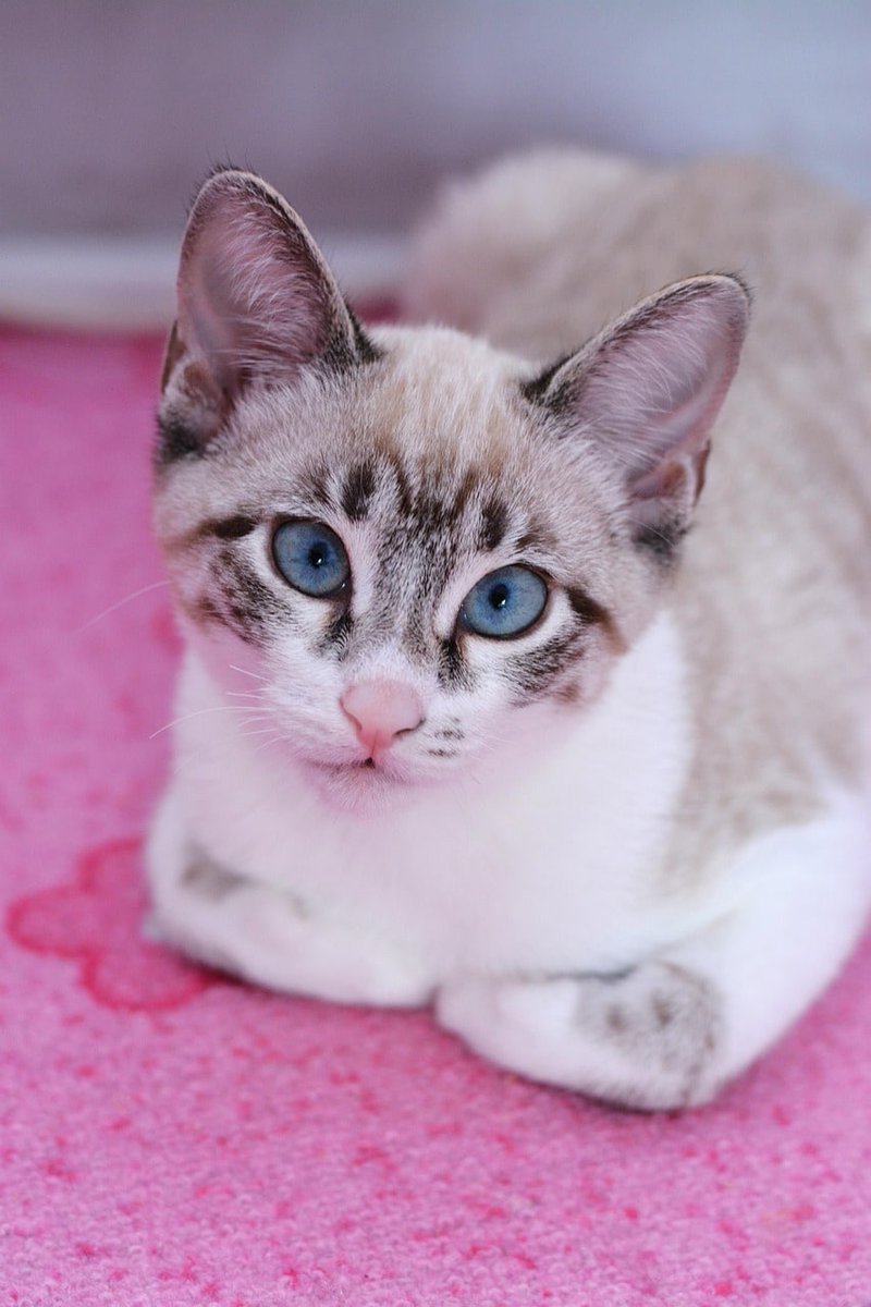 franktripp_'s tweet photo. ok but can we talk about those eyes? 😻

#siamese https://t.co/b4Mc5oylUX