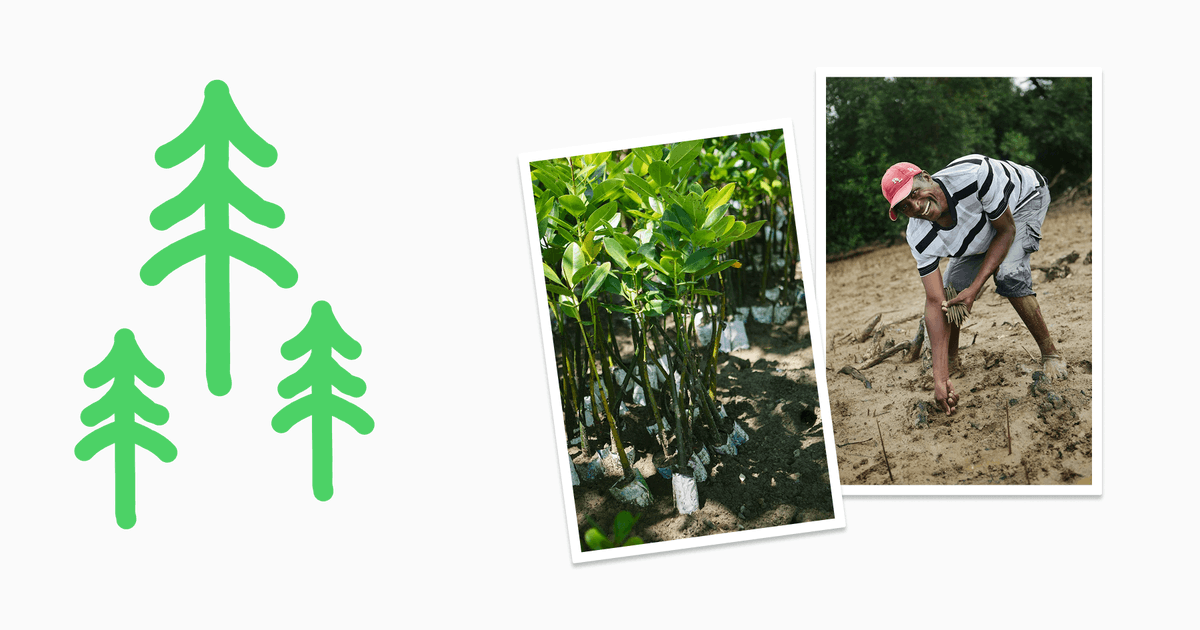fabricinternet's tweet photo. The first AI... that plants trees 🌳

From today, every subscriber helps Fabric plant mangrove trees in Brazil and Kenya.

Mangrove trees are amazing because they protect shorelines, store carbon, and shelter marine life.

Good tools leave things better than they found them, and that's what we aspire to be at Fabric.