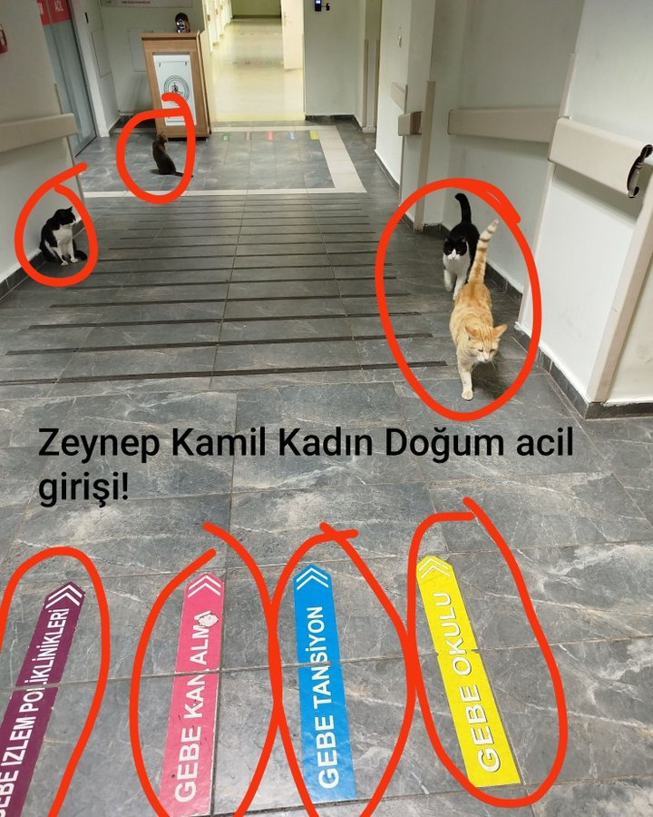 HemRazi1l1ll11's tweet photo. Doğal olan normal doğum ama bu normal değil.

@ismgovtr bu sizce normal mi izlemeye devam mı?

@saglikbakanligi https://t.co/pYWMQuyG1D