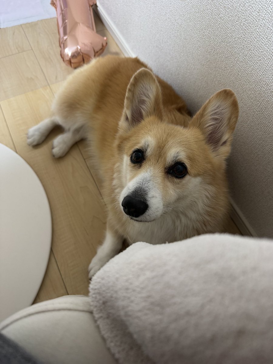 tamomi03's tweet photo. 今日は久しぶりにお日様浴びれて
よかったわ。 https://t.co/iBZeUZSjDB