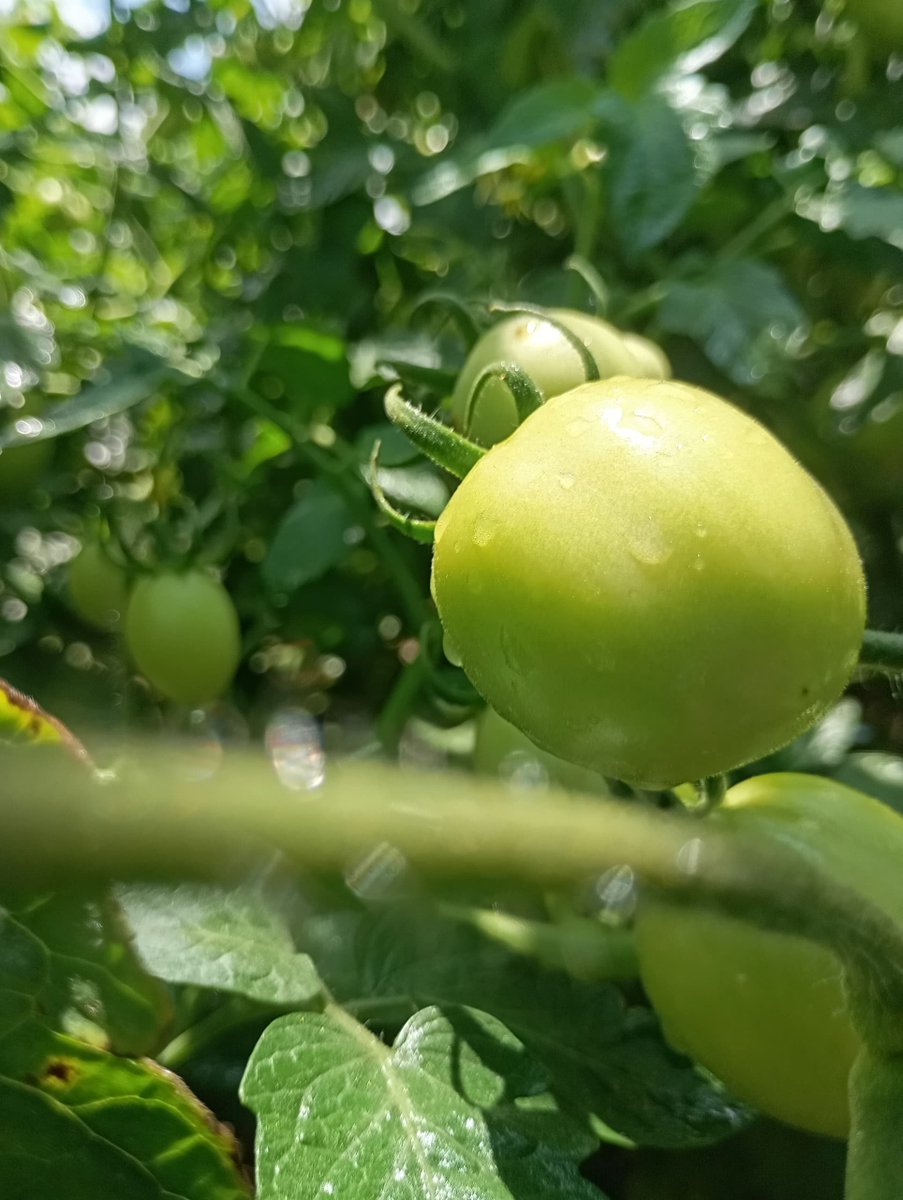 PiousAniat's tweet photo. Happy Independence Day 🫡 

Cheers to a glorious October 

PS: our tomatoes are making good progress. Harvest soon 😁 https://t.co/1r2QoY2g6x