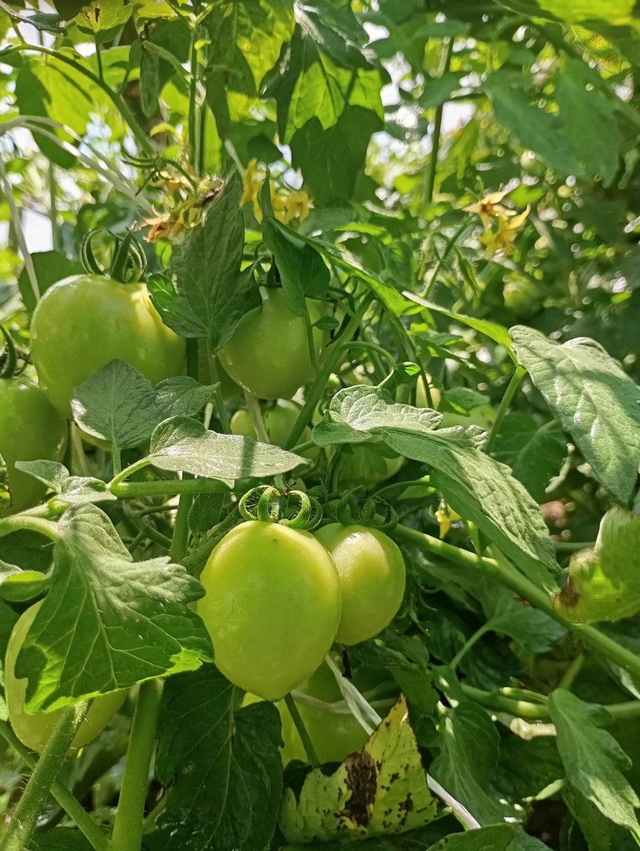 PiousAniat's tweet photo. Happy Independence Day 🫡 

Cheers to a glorious October 

PS: our tomatoes are making good progress. Harvest soon 😁 https://t.co/1r2QoY2g6x