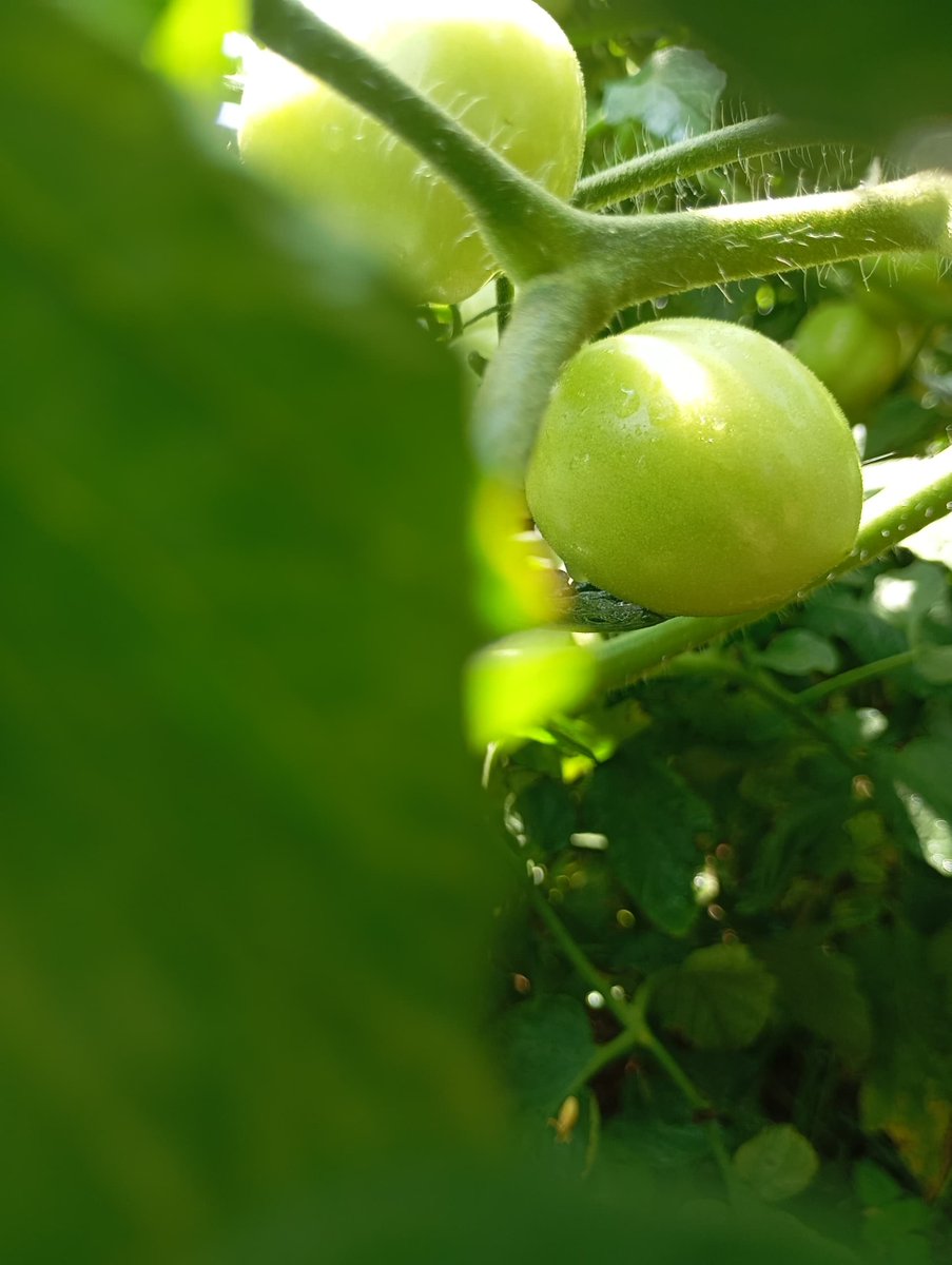 PiousAniat's tweet photo. Happy Independence Day 🫡 

Cheers to a glorious October 

PS: our tomatoes are making good progress. Harvest soon 😁 https://t.co/1r2QoY2g6x