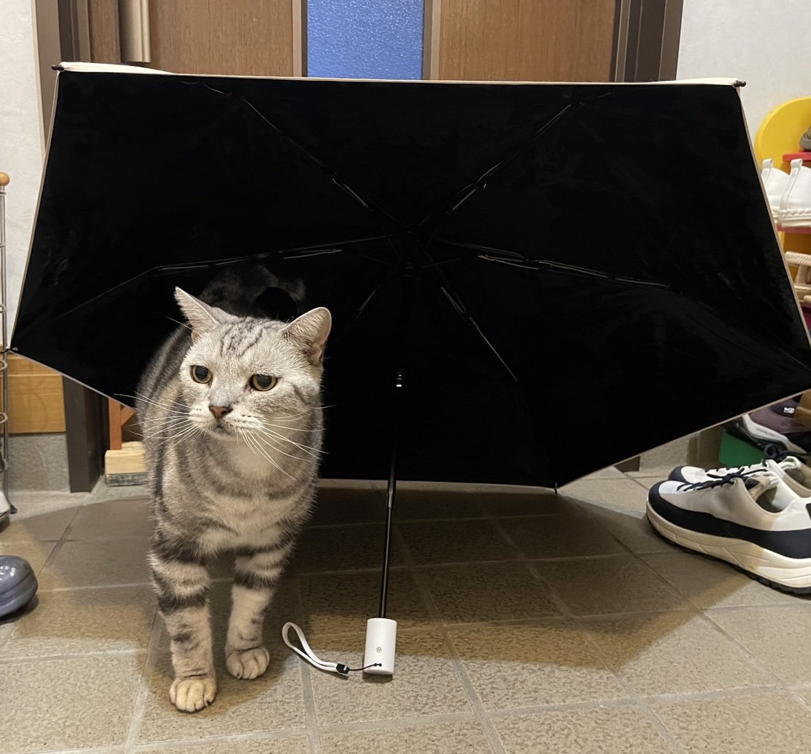 715_yk's tweet photo. 雨の日🐈‍⬛トん🥰
☂️ピッチピッチちゃぷちゃぷランランラン🎵 https://t.co/vqXDLtjihX
