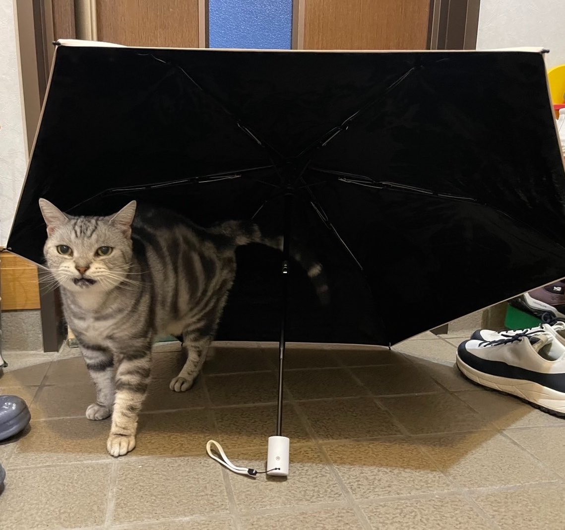 715_yk's tweet photo. 雨の日🐈‍⬛トん🥰
☂️ピッチピッチちゃぷちゃぷランランラン🎵 https://t.co/vqXDLtjihX