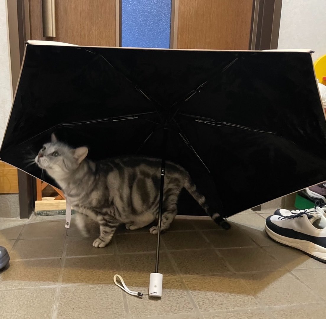 715_yk's tweet photo. 雨の日🐈‍⬛トん🥰
☂️ピッチピッチちゃぷちゃぷランランラン🎵 https://t.co/vqXDLtjihX