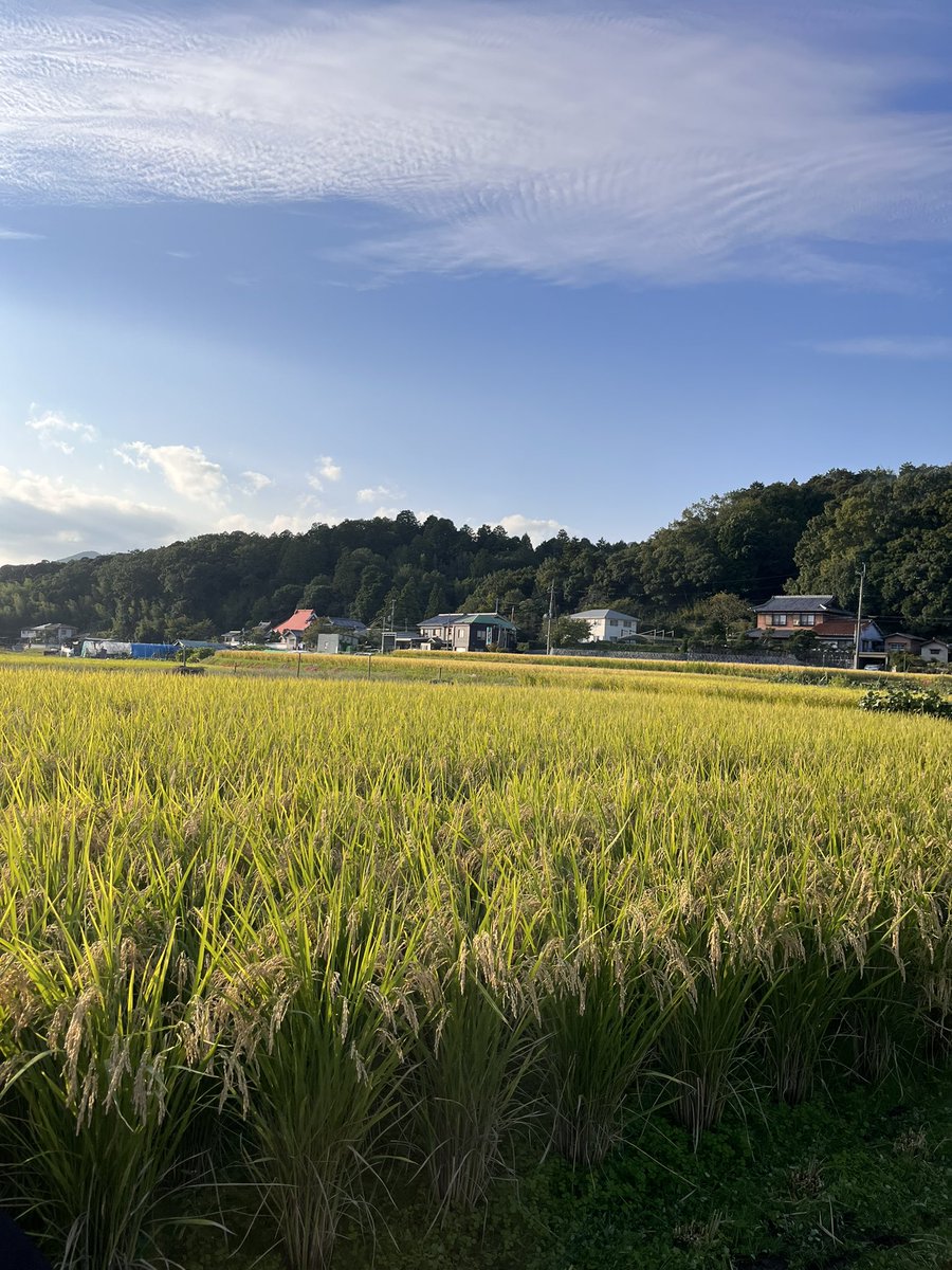 miellabofarm's tweet photo. 7畝の田んぼ　稲刈りday2

自然農、4m幅に溝切りした田んぼは
端っこの稲刈りが難しい

できるだけ稲を踏みつぶさないように
気をつけながらしているのと

今年買ったばかりのバインダー操作に
まだ慣れないから
非常にゆっくりゆっくりペースです。
とりあえず今日は一番大きいとこ刈り完了‼️ https://t.co/11BAgsSIrJ