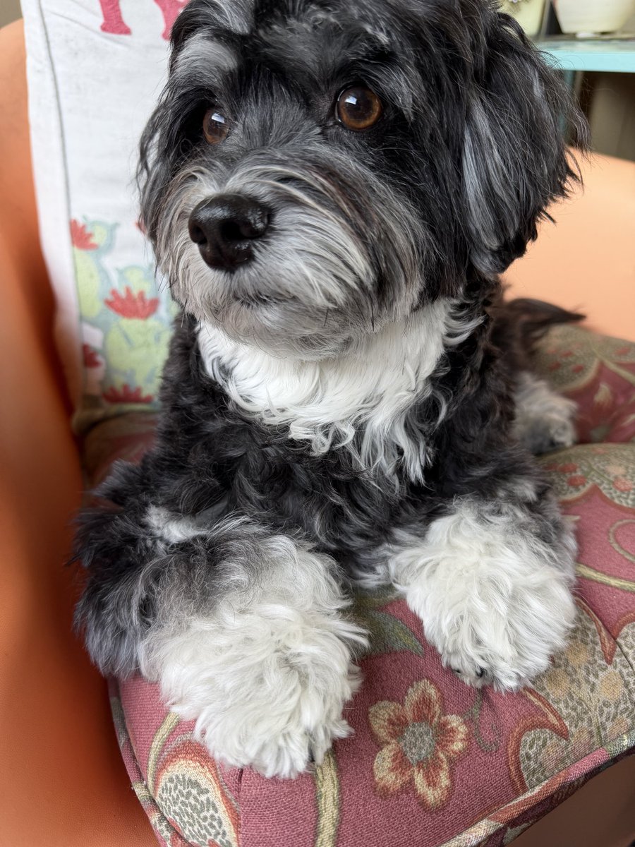 jackyhavanese's tweet photo. Good morning, good friends! Wishing you a Thoroughly Good Thursday! https://t.co/Dg44Y3gM6k