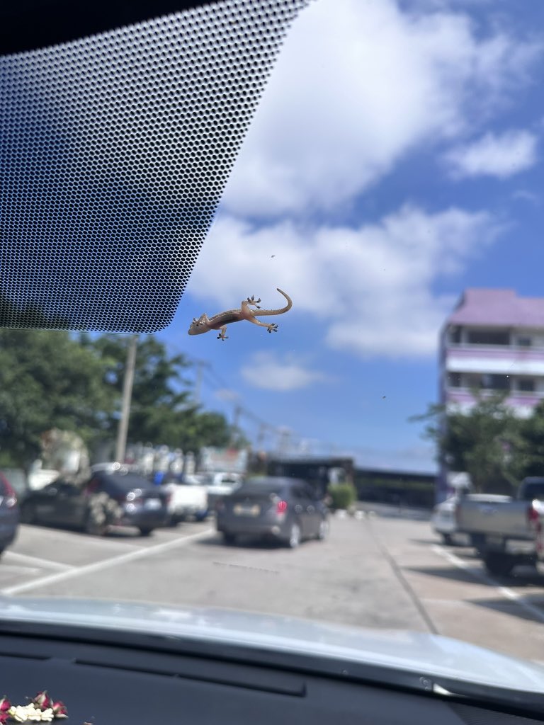 MuMuzzz's tweet photo. 🚗💭🦎✌🏻 https://t.co/mCny3Ipzen