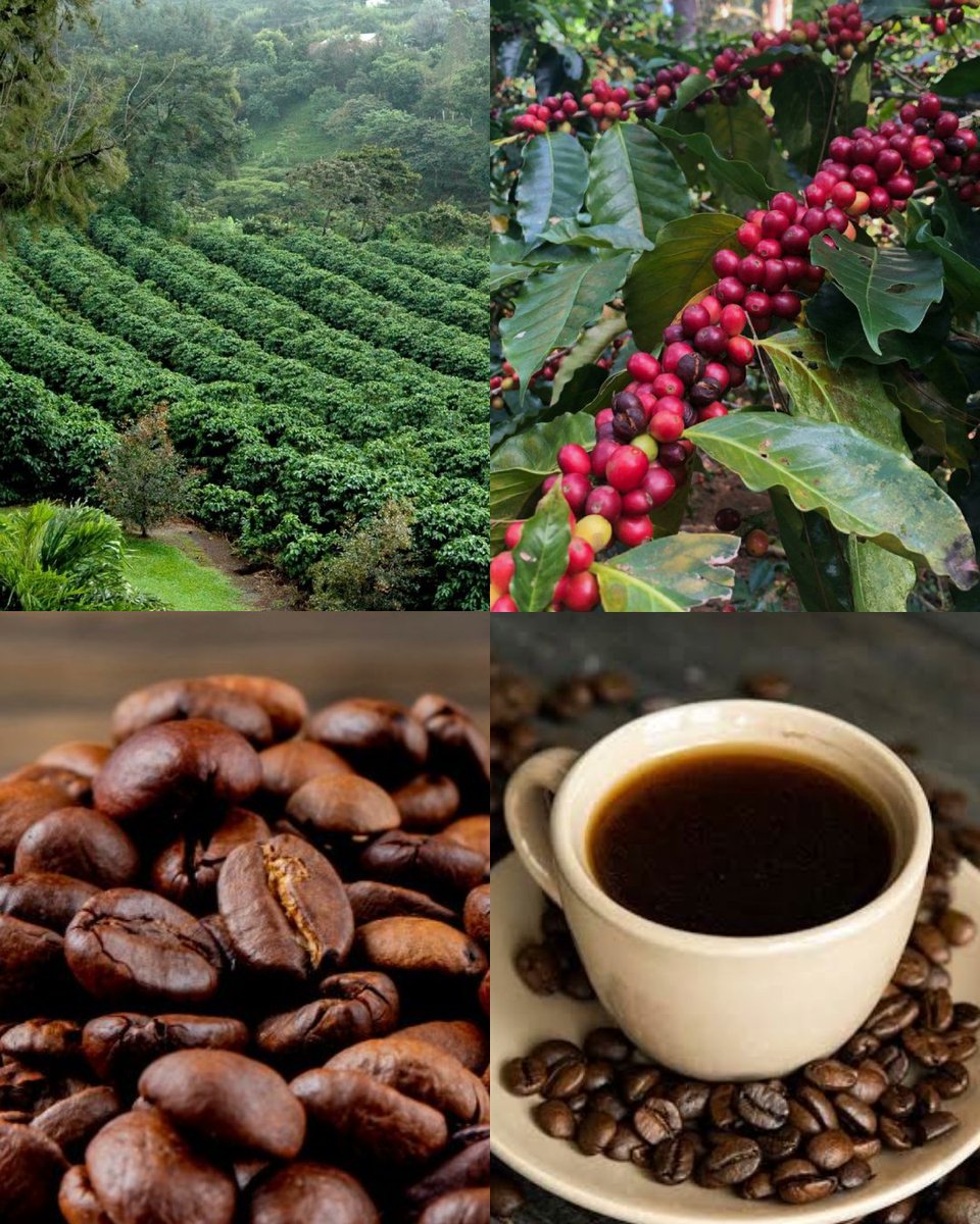 EmbaNicIndia's tweet photo. On this International Coffee Day, we celebrate one of Nicaragua’s most treasured products.

Grown in fertile volcanic soils and nurtured by our mountains and climate, Nicaraguan coffee carries the flavours and aromas of our land from Nicaragua to coffee cups around the world 🇳🇮☕ https://t.co/6OW4xDW5VP