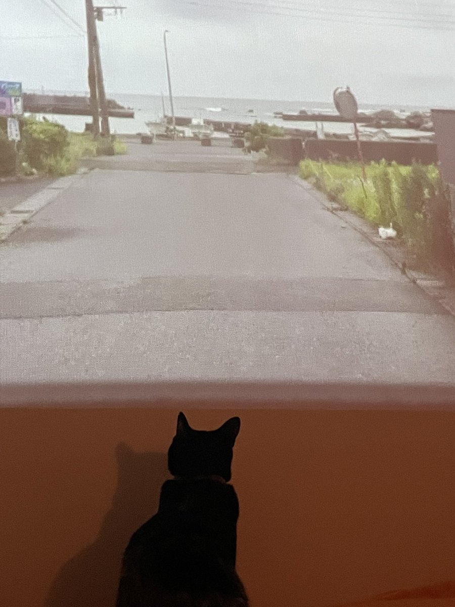 monapon_'s tweet photo. ほんと かわいい猫 https://t.co/nNjjGHQKFV