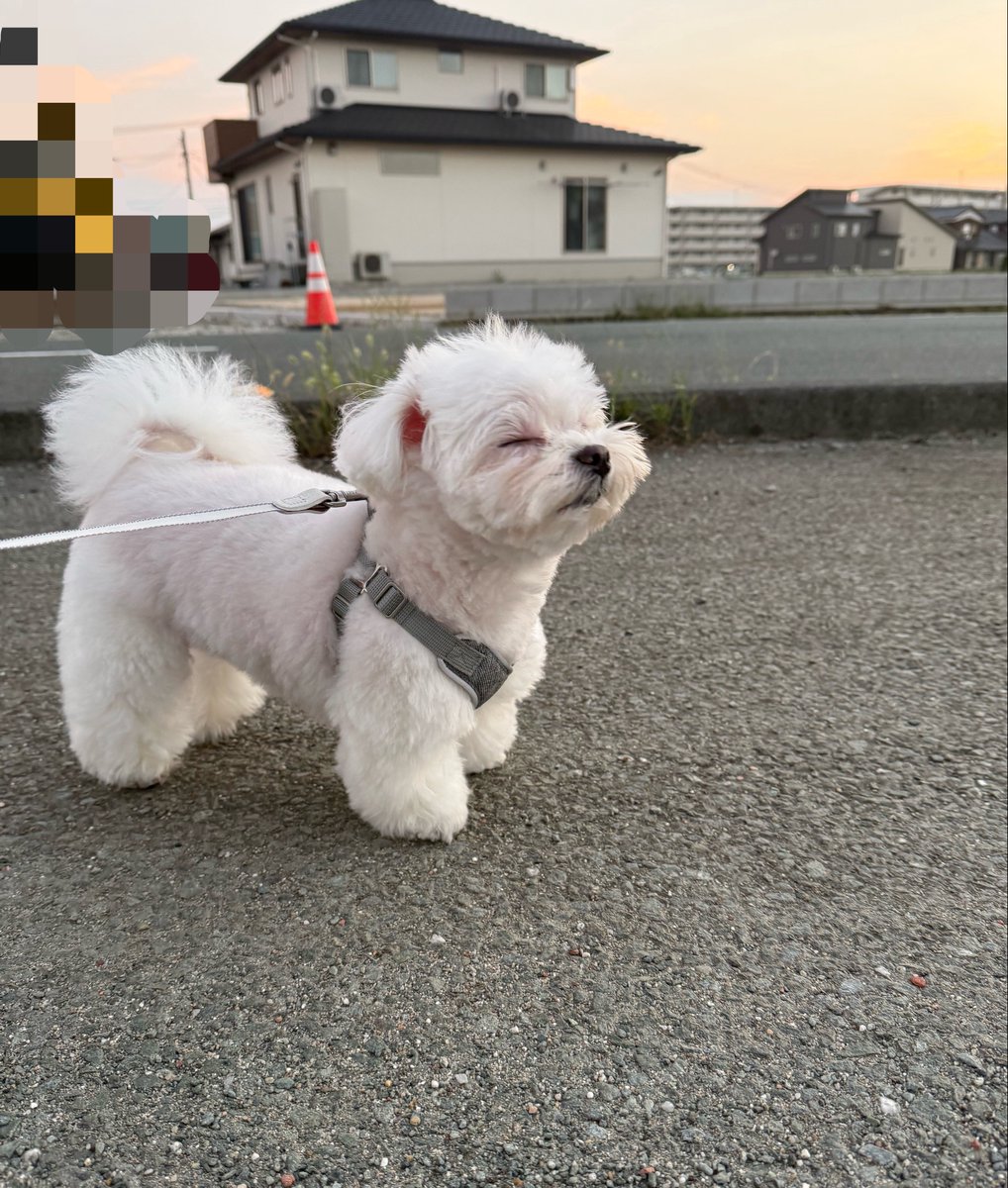 kioliss__'s tweet photo. 今日の散歩では風を感じていました🍃 https://t.co/bNTHAw3HeL