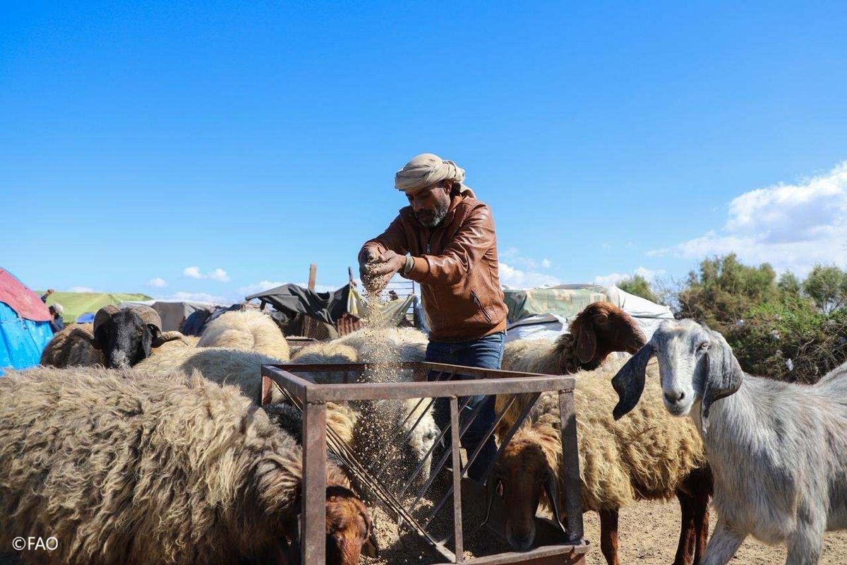 FAOemergencies's tweet photo. [1/2] #GazaStrip: From 2024–2026, every $1 invested by @FAO in protecting livestock generated $2.30 in livestock value for herders – a net return of 130%.

This does not include income earned from producing and selling milk and other products.

https://t.co/MOv2YHQfLL https://t.co/XY3QFVy7ie