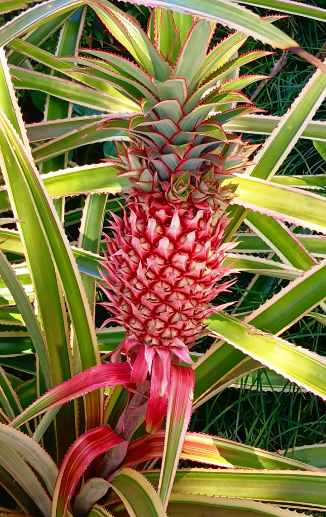 TenmanOksana's tweet photo. Red Pineapple You’ve Never Seen 🍍🔥 This pineapple looks amazing… but you shouldn’t eat it! https://t.co/S2fBuDIg8Y🍍 #pineapple #ananas #fruit #fruits #florida https://t.co/pwfA5tWT4h