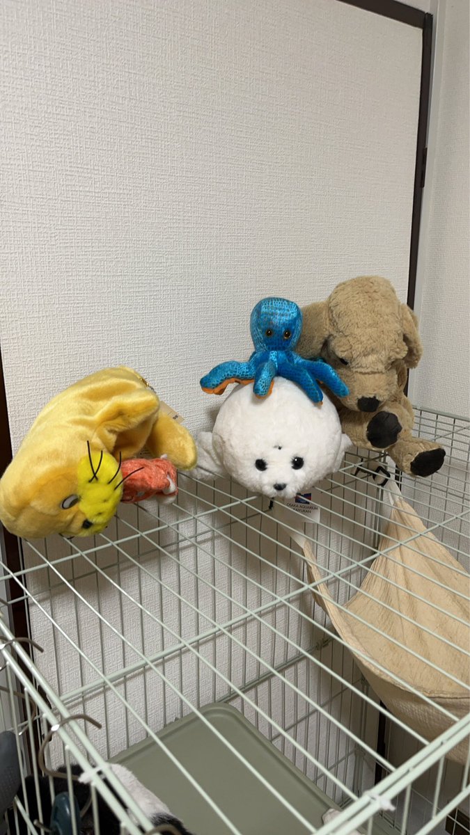 imairuka__'s tweet photo. この前飾った鳥のぬいぐるみが、猫の仕業でランドリーネットに入ってたんだけどどうやって入れたんだ？あとこの鳥だけいつも狙われる https://t.co/Sv1cSBmW3f
