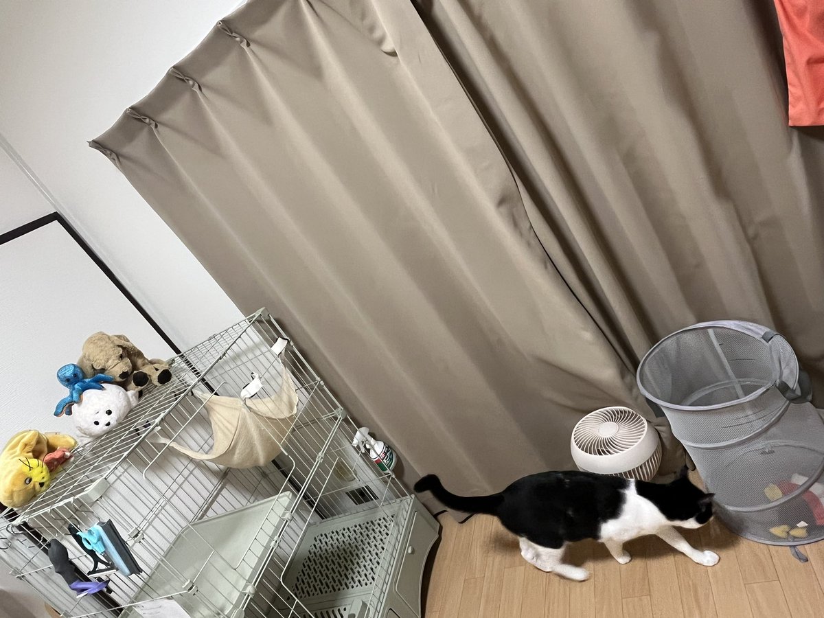 imairuka__'s tweet photo. この前飾った鳥のぬいぐるみが、猫の仕業でランドリーネットに入ってたんだけどどうやって入れたんだ？あとこの鳥だけいつも狙われる https://t.co/Sv1cSBmW3f
