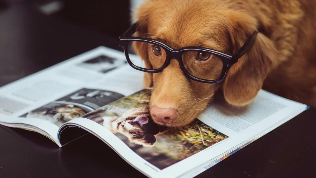 gazetadopovo's tweet photo. Cães entendem a fala humana? Estudo revela como cérebro animal identifica palavras na fala contínua

https://t.co/AAr7t2UKQE https://t.co/ca9dl5SbqV