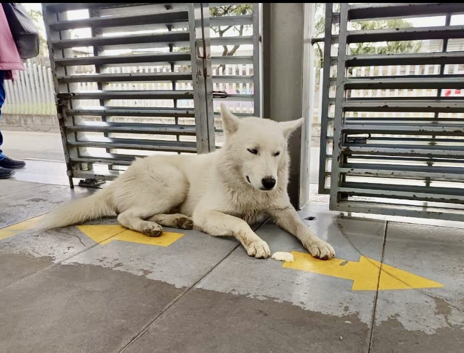 TransMilenio's tweet photo. 🐶 Este peludito llegó desorientado a la estación San Mateo - ARM, de Soacha 🚏🚍🥺

En este momento está bajo la tenencia de nuestro personal de vigilancia.

Si quieres darle un nuevo hogar y un mejor futuro a este perrito, por fa envíanos un mensaje directo o ayúdanos a difundir 🐕💌🙏

#BuscarlosHastaEncontrarlos
#SuHogarEresTúNuncaLosAbandones
#TransMiPet
