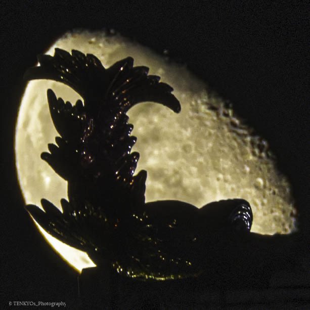 TENKYOs_PHOTO's tweet photo. 「名古屋城・金鯱MOON」 2026/10/01
今夜の月の出と雄鯱のコラボレーション！ https://t.co/pwSXJ3LTLP