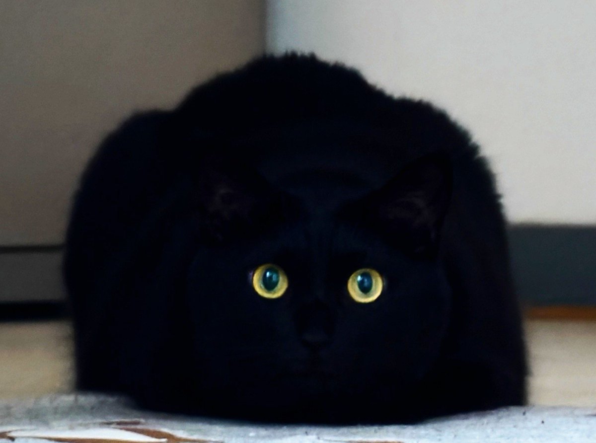 konbu0330's tweet photo. 多分ねこちゃん https://t.co/MaftdA4URH