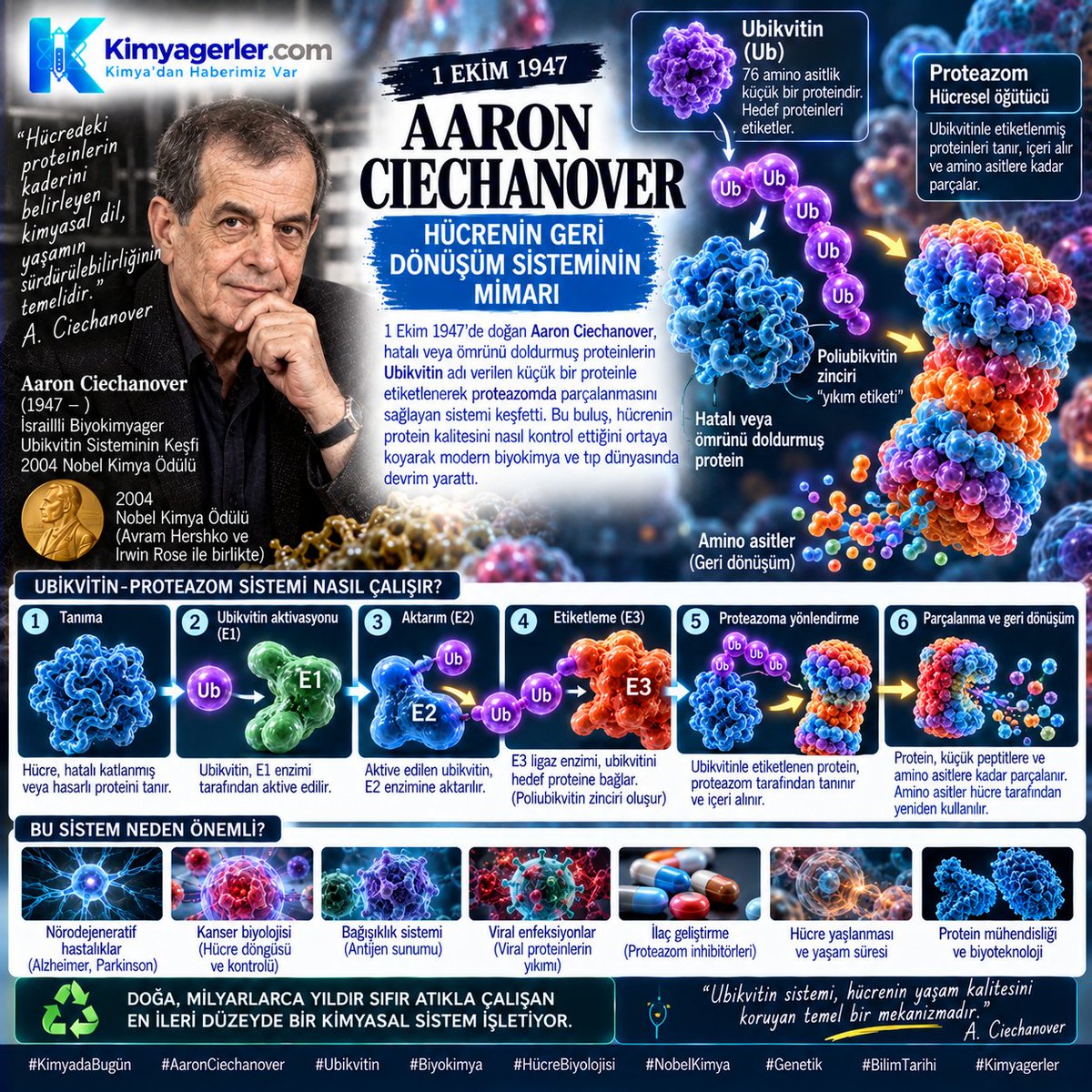 kimyagerlercom's tweet photo. Hücrelerimizin "sıfır atık" çalışan bir geri dönüşüm tesisi olduğunu biliyor muydunuz? ♻️🧬

2004 Nobel ödüllü biyokimyager Aaron Ciechanover (d. 1 Ekim 1947), hatalı proteinlerin "Ubikvitin" ile etiketlenip parçalanarak yeniden kullanıldığını keşfetti.

#KimyadaBugün #Biyokimya https://t.co/L6UPLm7QlT