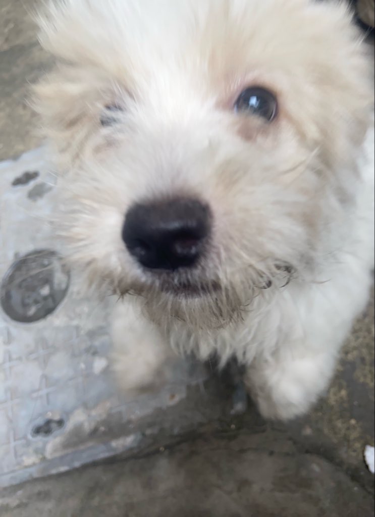 XuJiuerr's tweet photo. 小狗小狗小狗🐕 https://t.co/EK4G94j7ru