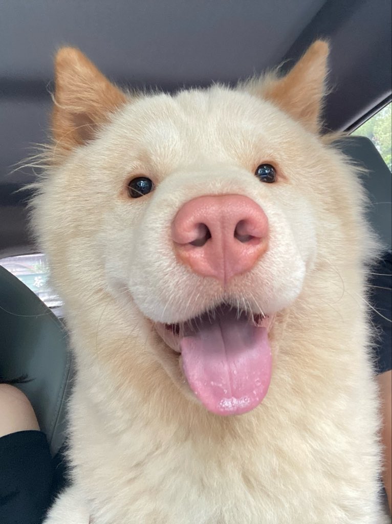 XuJiuerr's tweet photo. 小狗小狗小狗🐕 https://t.co/EK4G94j7ru