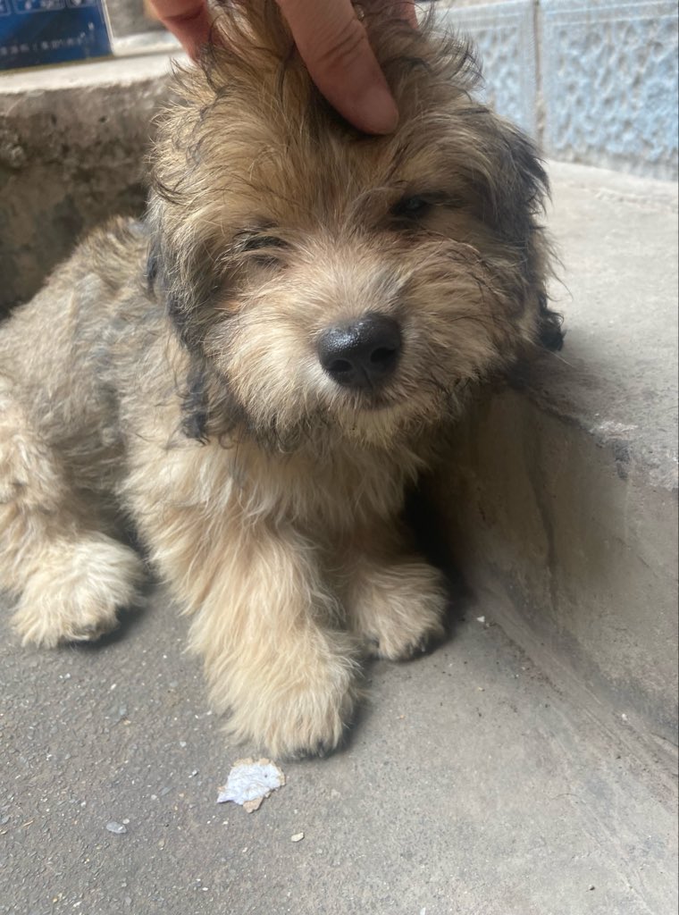 XuJiuerr's tweet photo. 小狗小狗小狗🐕 https://t.co/EK4G94j7ru