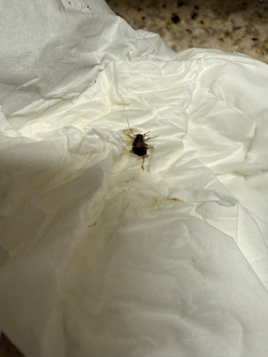 EdwinHung's tweet photo. @Marriott @MBonvoyAssist 

I checked out of the Fairfield In. hotel at Midway Airport Chicago because of cockroaches.   Not what I expected at a Marriott property.  Spoke with front desk.  Waiting for the mgr to call. https://t.co/eshsUjhbce
