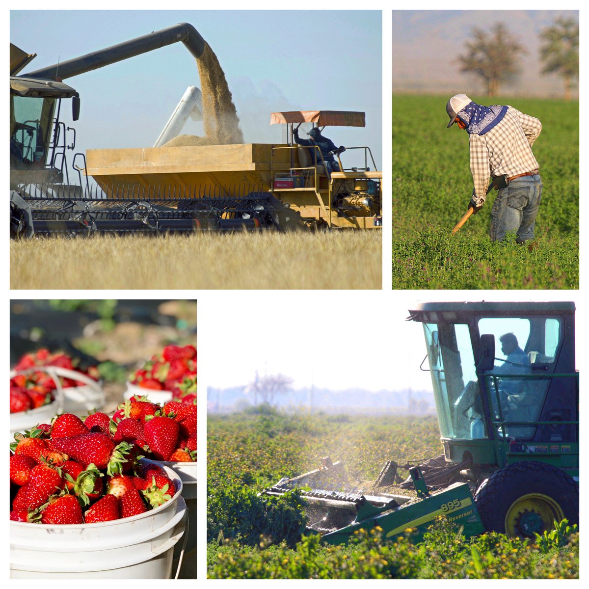 redoxgrows's tweet photo. Today is World Food Day, as designed by the Food and Agriculture Organization. This year's theme is "Innovate today. Nourish tomorrow." Thank you to growers who are focused on abundant, affordable food for consumers #RedoxGrows https://t.co/1CAdGZiw1x