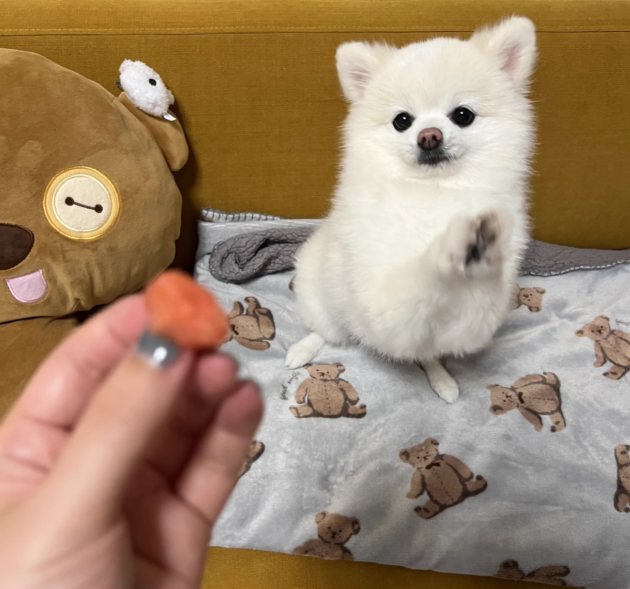 ぼく、ポメラニアンのぽんちゃん！ on X: 