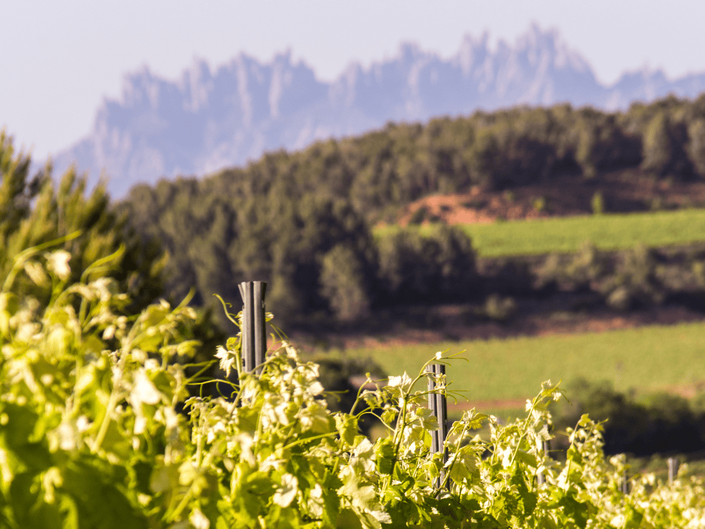 LosFoodistas's tweet photo. 20 bodegas elaboradoras de cava abren sus puertas al público el 12 de octubre, en una Jornada de Puertas Abiertas, coorganizada por @confrariacava  y AECAVA, en la que ofrecerá visitas guiadas, catas y diversas actividades con reserva previa
#AgendaFoodista https://t.co/JemGRigBIl