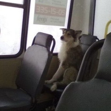 steviepuppie's tweet photo. bus stop https://t.co/QCKDZO0cNZ