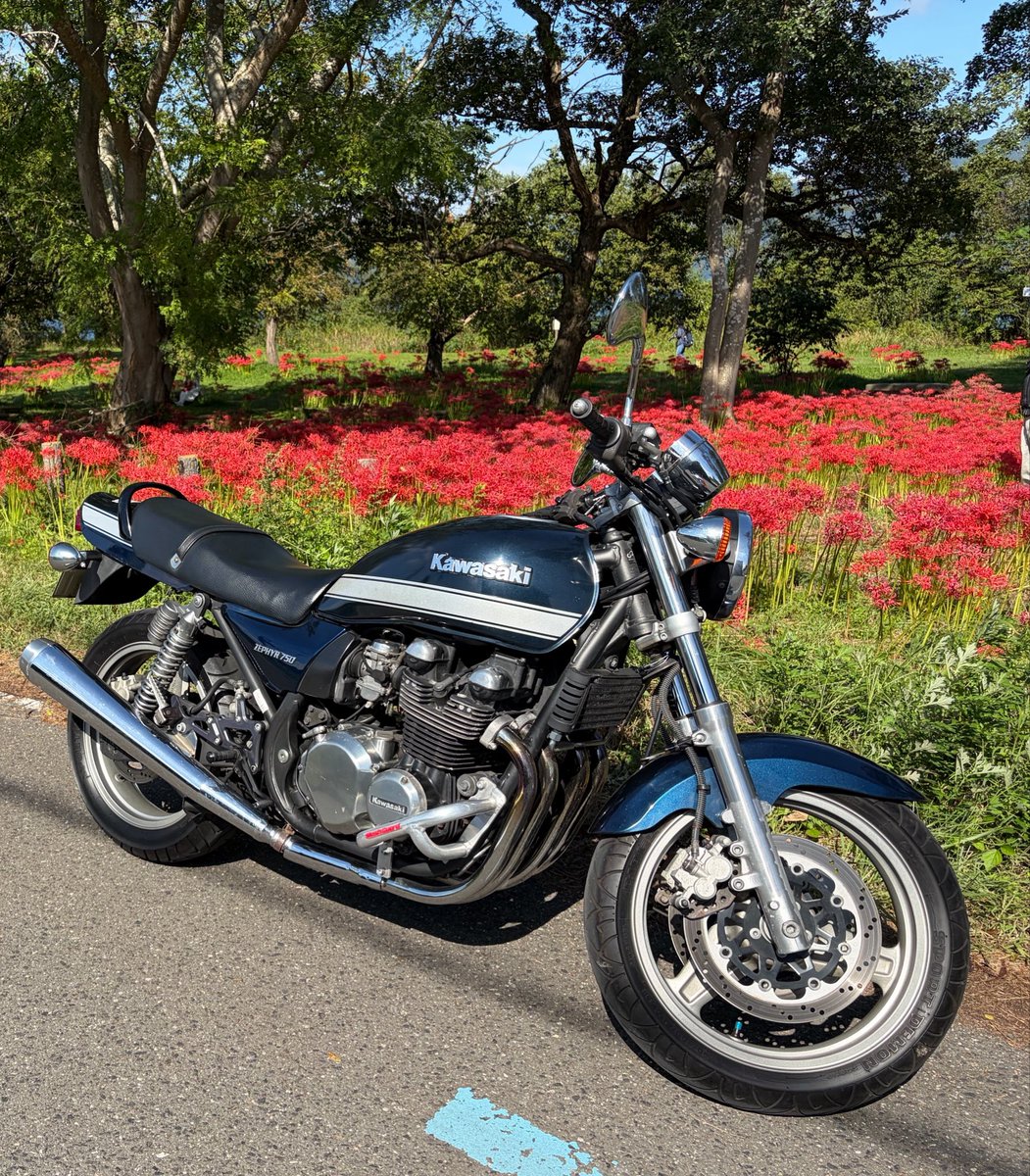 momochan_billy's tweet photo. 琵琶湖ツーリング🏍️
メタセコイヤ並木🌲🌲
彼岸花群生地「桂浜園地」
楽しみました
#ゼファー750 #メタセコイヤ並木 #彼岸花 #琵琶湖 https://t.co/D9Ns7m4wAR