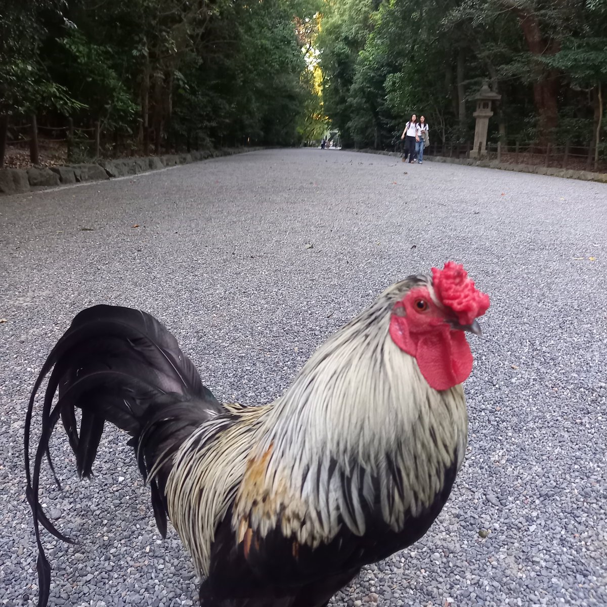 yuiannie2's tweet photo. 熱田神宮へ朔日詣⛩️
夕方も最高でした🥺近いですね、神鶏さま🐓いつも寄ってきてくれる🧡 https://t.co/Y6MoiOYLd6