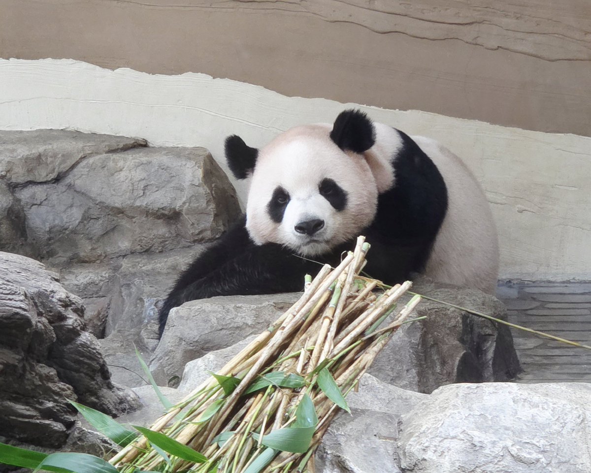 ume_plli's tweet photo. 返還前にふたごちゃんにも会えたよ😭どうか幸せなパン生を送れますように https://t.co/CCyUUkJogX