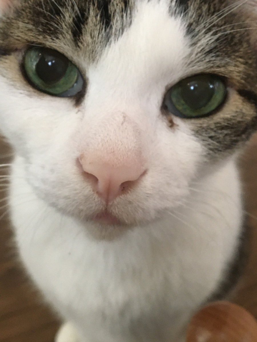 keikonakagawa99's tweet photo. らいちゃん

だめでした。

心配で朝方まで一緒にいて
少し仮眠した間夢で翔子と私の方に歩いてきて
私に見せないで逝きました。

実家、マンション、今の家
全て一緒に暮らしたのはらいちゃんだけ

ミラクルキャット最後の生き残りで
私の心の支えでした

ありがとう

#19歳半 https://t.co/IFJoS7X6w5