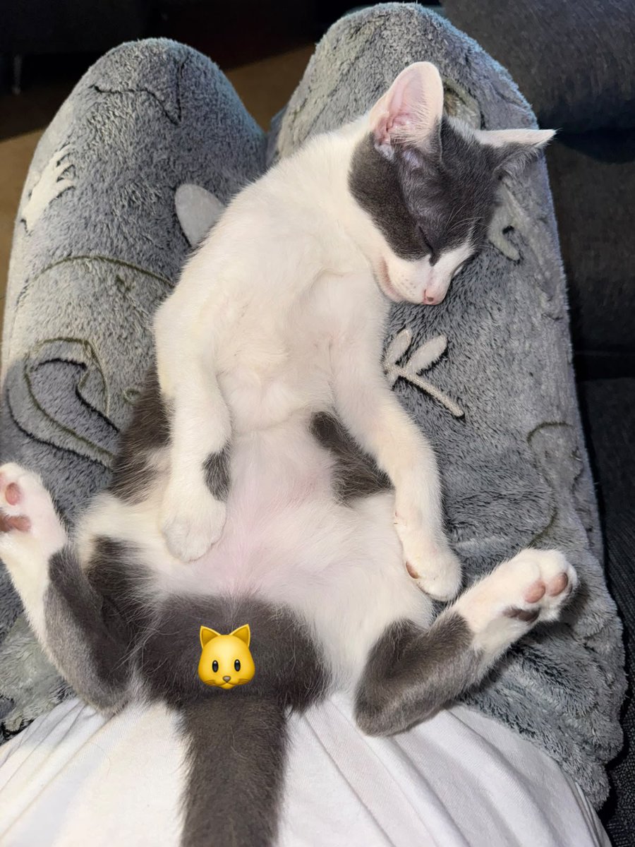 PhoenixDebbs's tweet photo. Kekito está mejor 😍 
Cruzando los dedos para que me lo entreguen este finde 🤞 https://t.co/18CzguYWz4