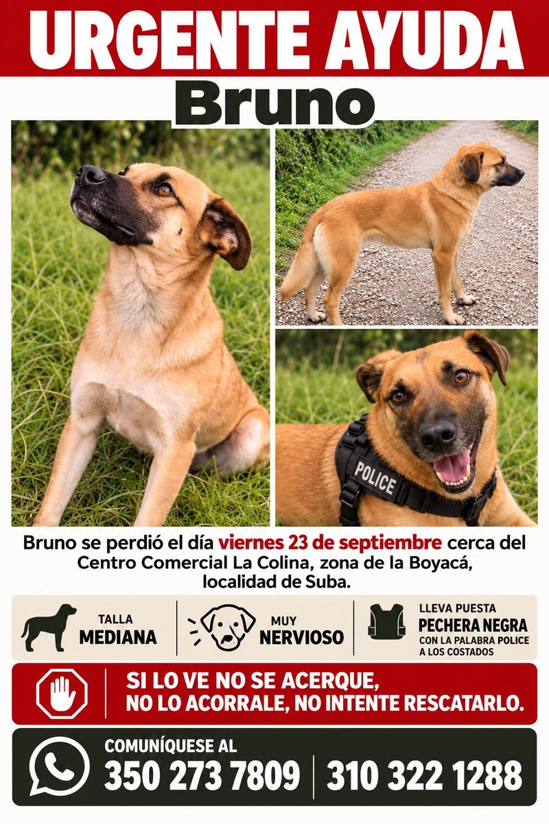 Marce_Tabares's tweet photo. 🆘️ #Bogotá Estamos buscando a Bruno. Se perdió el 21.09.2026 en Suba, zona cc Colina 🆘️ 👀 abiertos para poder encontrarlo. Nos ayudan a difundir con sus conocidos en  el sector por fa🙏 https://t.co/9EAVNGiFVM