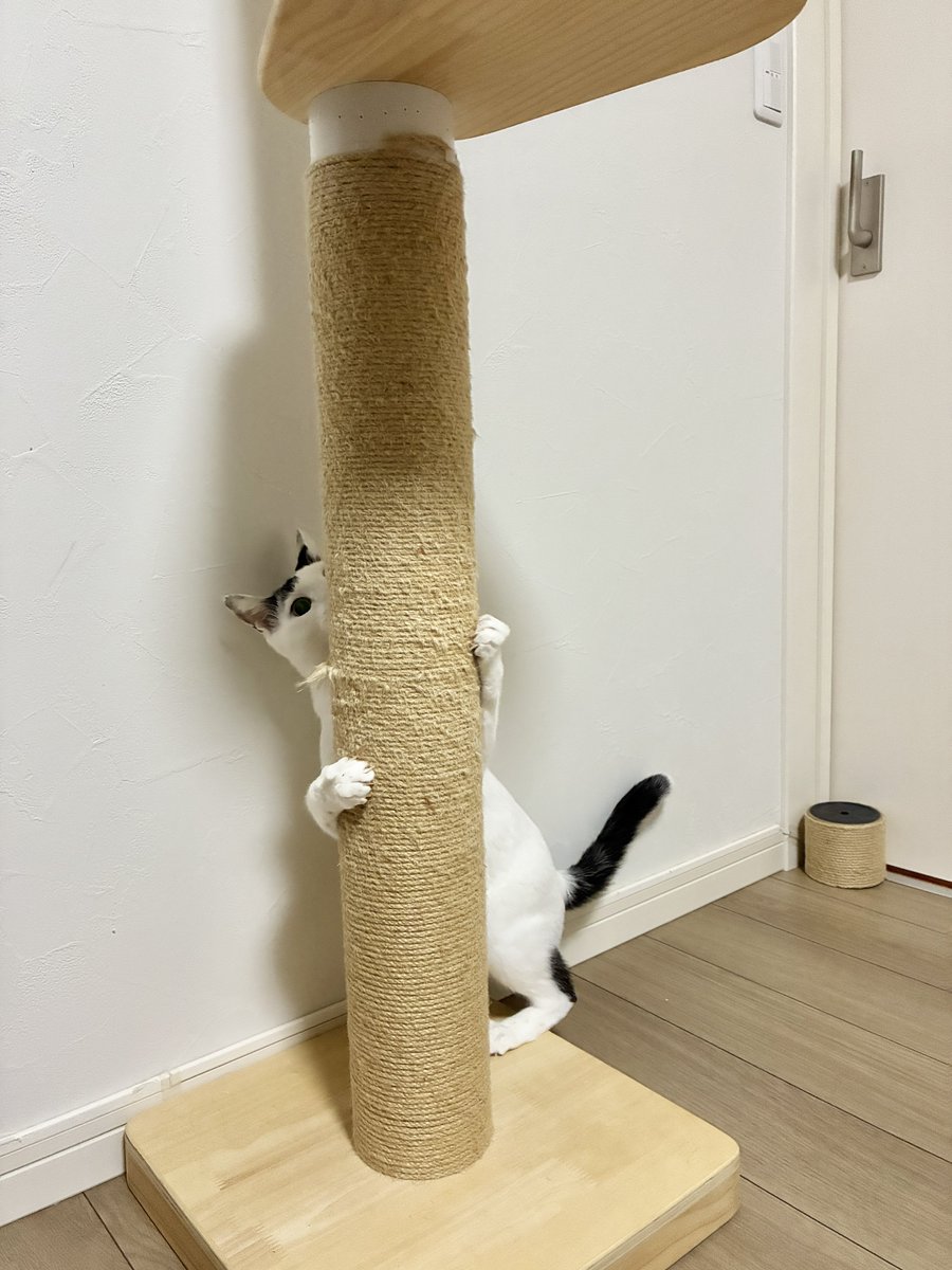 cawaii415's tweet photo. キャットタワーのだるんだるんになった麻紐、結束バンドで直せると知り早速やってみた。殿、合格でしょうか？ https://t.co/gL8TxILGev