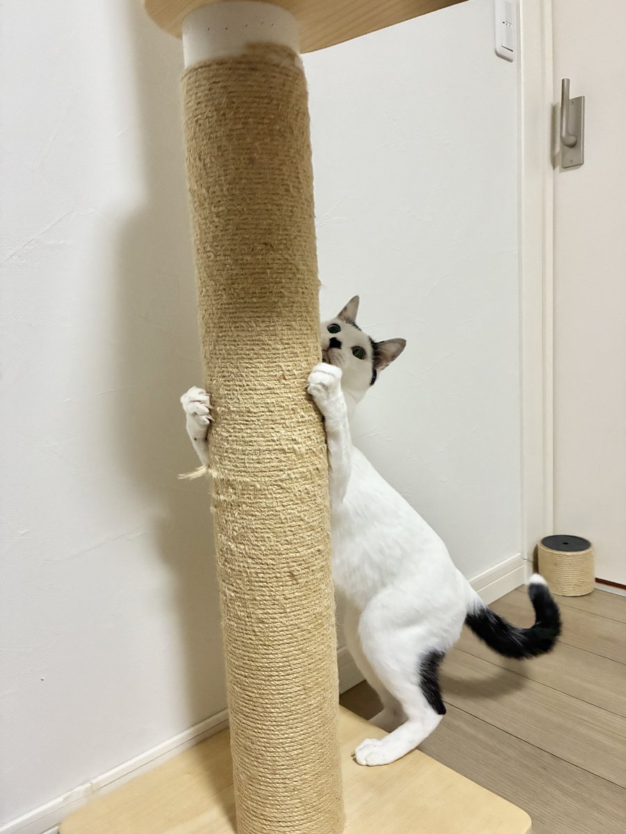 cawaii415's tweet photo. キャットタワーのだるんだるんになった麻紐、結束バンドで直せると知り早速やってみた。殿、合格でしょうか？ https://t.co/gL8TxILGev